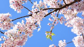 鎌倉の桜 お花見名所・穴場スポット10選【2017年版】