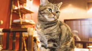 にゃんにゃんにゃんの日♡東京都内にある癒しの猫カフェ7選
