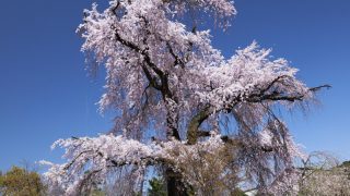 花見の名所として人気の円山公園から桜咲く京都を歩く
