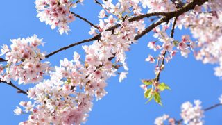 鎌倉の早春を彩る早咲きの桜「玉縄桜」