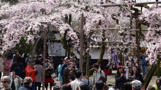 【京都】天下人・秀吉が豪華な花見を催した醍醐寺の桜