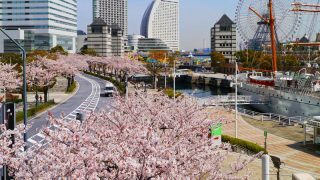横浜でお花見しよう！シチュエーション別おすすめ桜スポット