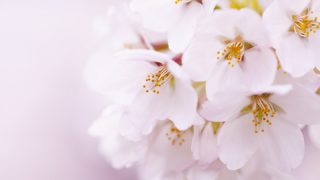 混雑していてもお花見したい！東京・桜の名所おすすめランキング10