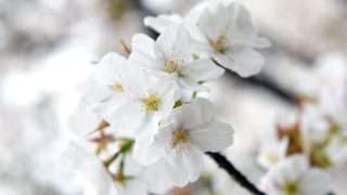 奈良・京都・大阪で遅咲きの桜を楽しむなら！おすすめスポット10