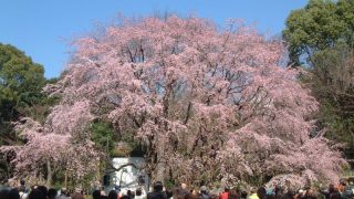 六義園でお花見！しだれ桜＆ライトアップ情報2017
