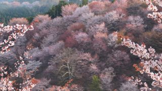 奈良吉野山の3万本の桜、最古のロープウェイで花見へ