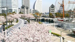 横浜のお花見スポット2017