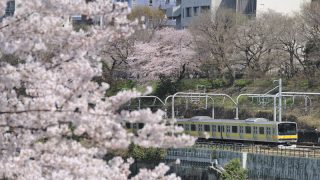 車窓からお花見！桜が楽しめる東京都内の路線4選