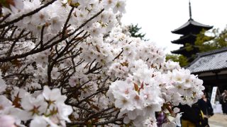 京都で遅咲きの桜を楽しむなら、仁和寺の「御室桜」