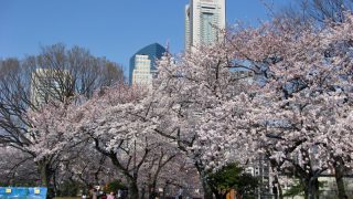 スイーツや動物園…横浜で「サクラ＋α」の花見コース