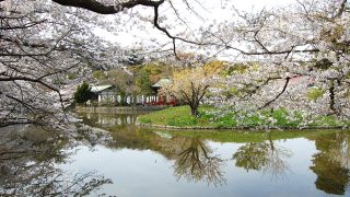 お花見は鎌倉で！鎌倉のオススメ桜の名所 ベスト10