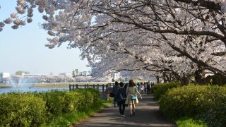 埼玉のお花見におすすめ！桜の名所10選【2017年】