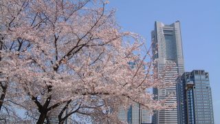 横浜さくら散歩・ガイドが選ぶ桜の名所巡り2017