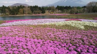 雄大な富士山を眺める絶景スポット8選