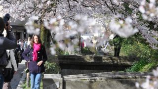 2017年京都の桜散歩に！東山エリアの桜の名所7選