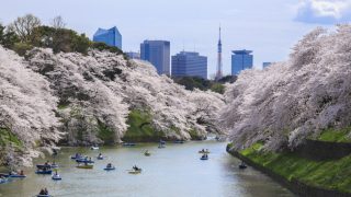 2017年版・東京でお花見「大人が楽しい！」桜スポット情報10