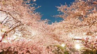 桜の見納め！東京都内のおすすめ夜桜スポット7選