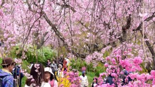京都の桜、遅咲きスポット3ヶ所をめぐる散歩道