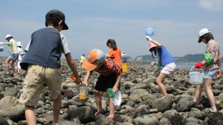 鎌倉の海で磯遊び2017 大潮の日、カニや魚を探そう！