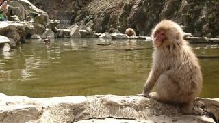 長野・地獄谷野猿公苑　温泉につかるお猿さんを見に！