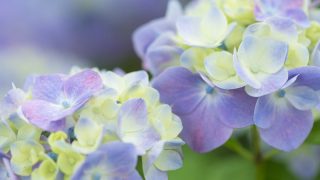 梅雨時の鎌倉へ！アジサイと共に訪れたいスポット