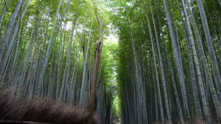 京都 嵐山・嵯峨野の竹林の道周辺の名所散歩