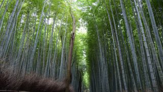 京都観光で、これぞ京都！と思える風景や体験15選