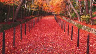 感動必至！この秋行きたい京都の紅葉おすすめスポット20選