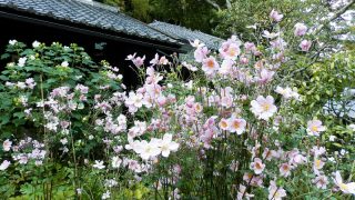 北鎌倉・秋の花々に出会うおすすめ散策コース