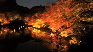御船山楽園 絶景！日本最大級の紅葉ライトアップ