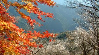 冬桜と紅葉が一緒！鬼石・桜山公園／群馬