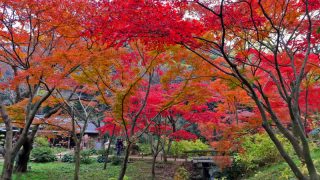 横浜の紅葉スポット「三溪園」2017年の見頃や楽しみ方