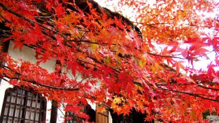 北鎌倉の紅葉散歩2017 名所や穴場はんなり散策コース