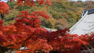 紅葉も絶景も楽しめる！秋の鎌倉一日モデルコース