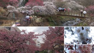 熱海梅園とあたみ桜 日本一早く春の花を楽しもう！
