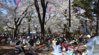 大宮公園で桜のお花見！見ごろ時期・ライトアップ情報