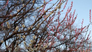 横浜で梅のお花見が楽しめる公園・名所・梅まつり2018