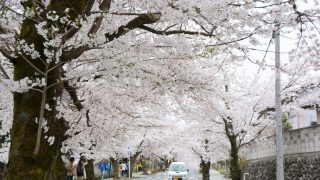 長瀞の桜並木が美しい！エリア別見ごろ情報2018