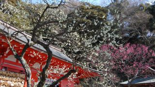 冬の鎌倉・江ノ島　梅の名所めぐりとイベント情報