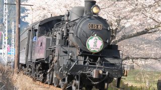 大井川鐡道で絶景の桜を見に行こう！家山の桜トンネル