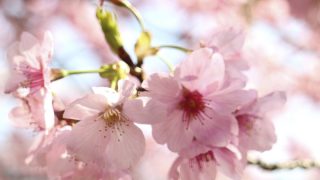 鎌倉の桜 お花見名所・穴場スポット10選【2018年版】