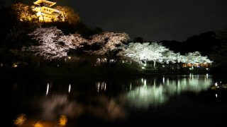 横浜・三溪園でお花見！2018年の桜の見ごろ、混雑状況
