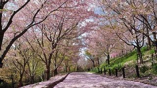 名古屋のお花見スポット2018！桜の名所8選