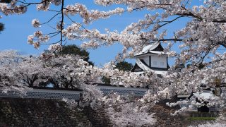 金沢の桜名所5選！お花見におすすめスポット2018