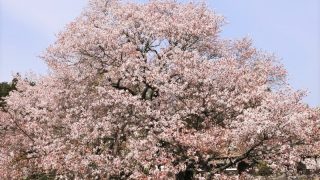 日本三大桜・五大桜はどこにある？一度は見たい桜名所