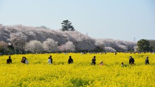幸手・権現堂桜堤 桜と菜の花の絶景コントラスト！