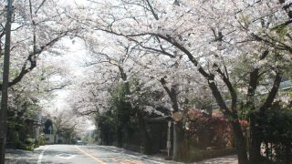 鎌倉山お花見散歩 ～桜並木＆ほっこり春色ハイク