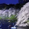 今夜行ける！東京のおすすめ夜桜イベント3選【2018】