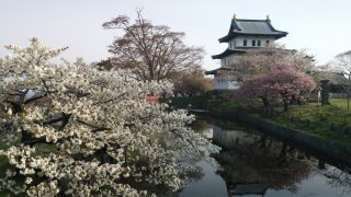 松前城の桜 北海道に春を告げる多彩な八重桜に感動！