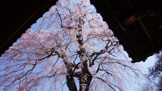 川越の桜名所5選！小江戸で楽しむお花見スポット2018